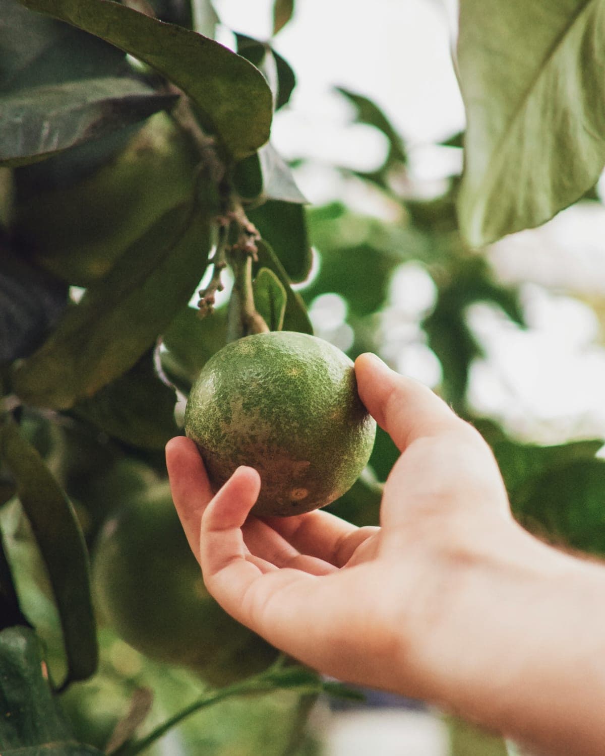 Fresh food in natural light